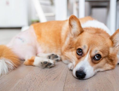 FHO vs. Total Hip Replacement: Which Is Right and When