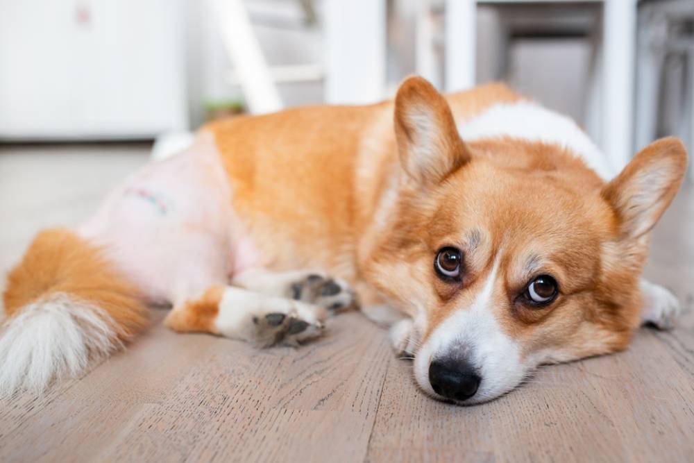 A corgi lying on a wooden floor indoors, with a shaved patch on its hind leg, looking calmly toward the camera.