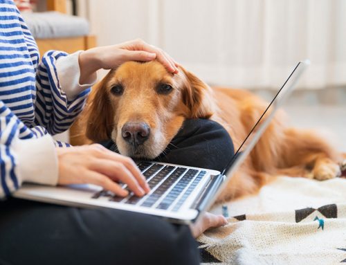 How Much Does Emergency Vet Care Cost?