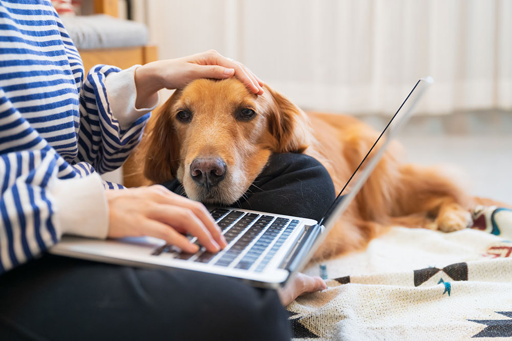 Person typing on a laptop while petting a Golden Retriever resting on their lap.