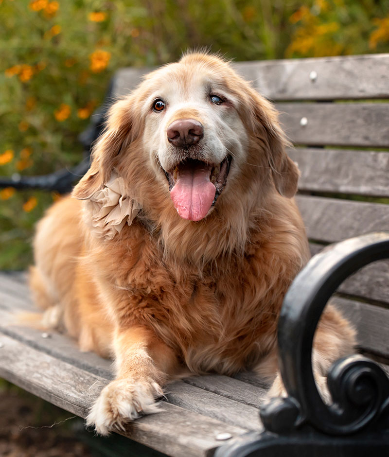 Pet owner and veterinarian discussing a skin lump found on a dog during a wellness visit
