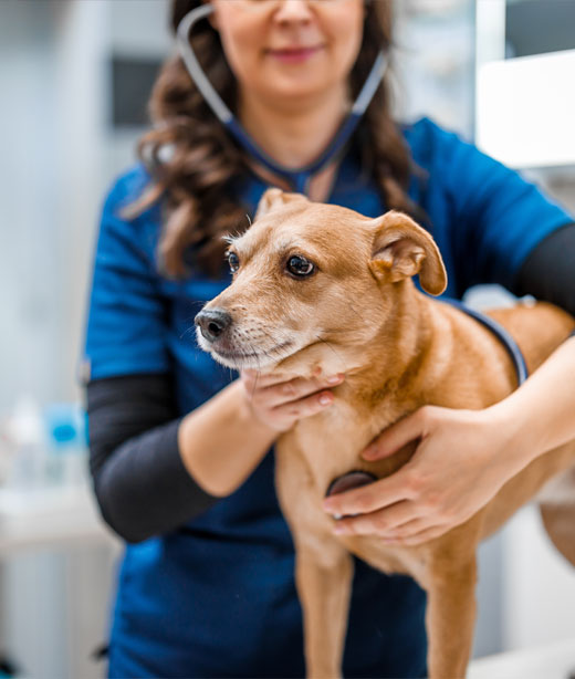 Pet receiving a lump and bump skin assessment from a veterinary professional
