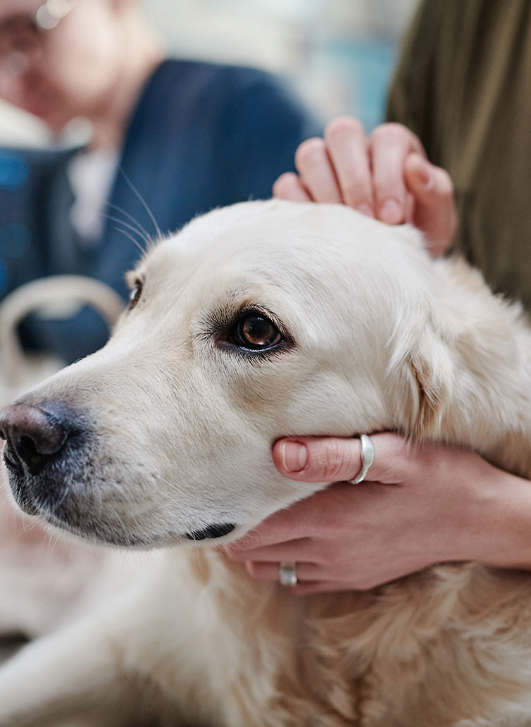 Veterinary team member reviewing a pet's lump or bump diagnosis with a concerned pet owner
