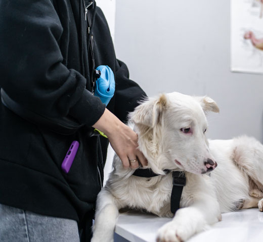 Veterinarian palpating a lump on a dog's body during a routine veterinary exam
