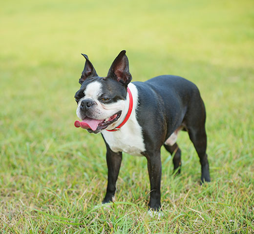 Veterinarian examining a pet lump or bump during a skin check at Creature Comforts Veterinary Service
