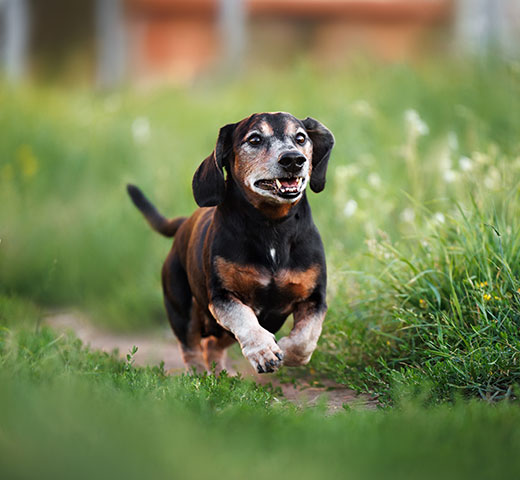 Close-up of a pet skin growth being assessed during a lump and bump evaluation at a veterinary clinic
