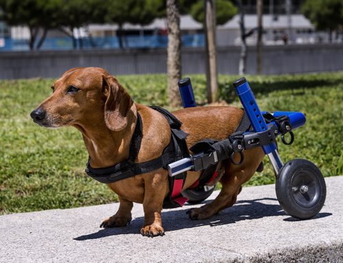 Assistive Devices: Harnesses, Carts, and Traction Aids