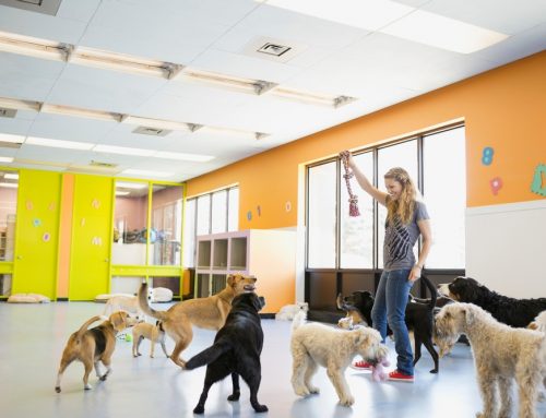 Dog Daycare: What to Ask, Vaccine Requirements, and Safety