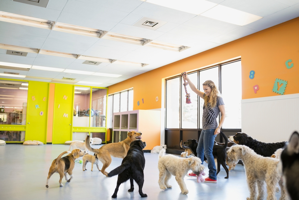 Dog daycare caregiver interacting with playful dogs indoors